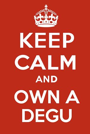 Keep calm and own a degu